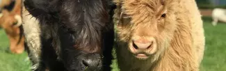Calves at Rowlestone Farm