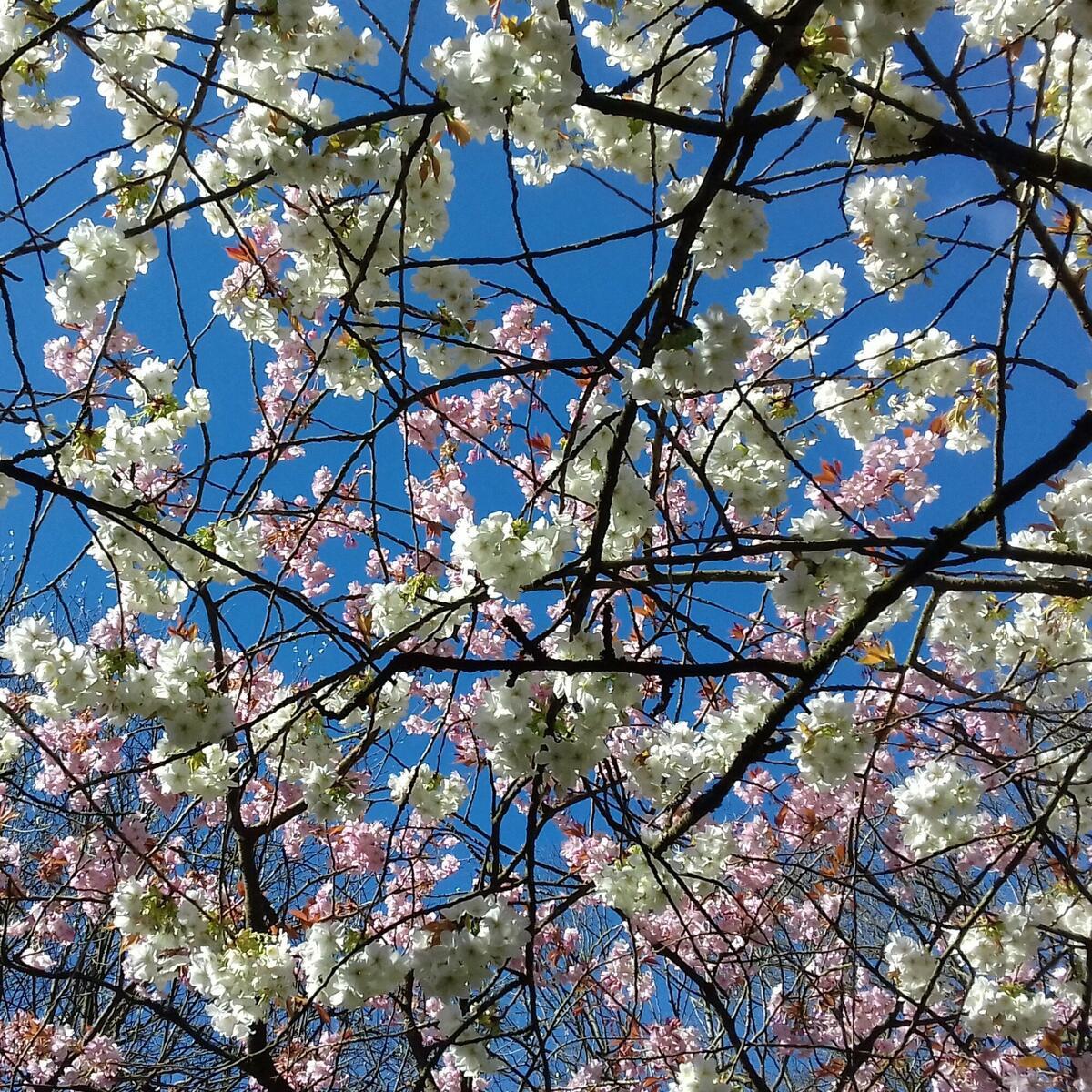Spring Blossom, Queenswood Arboretum