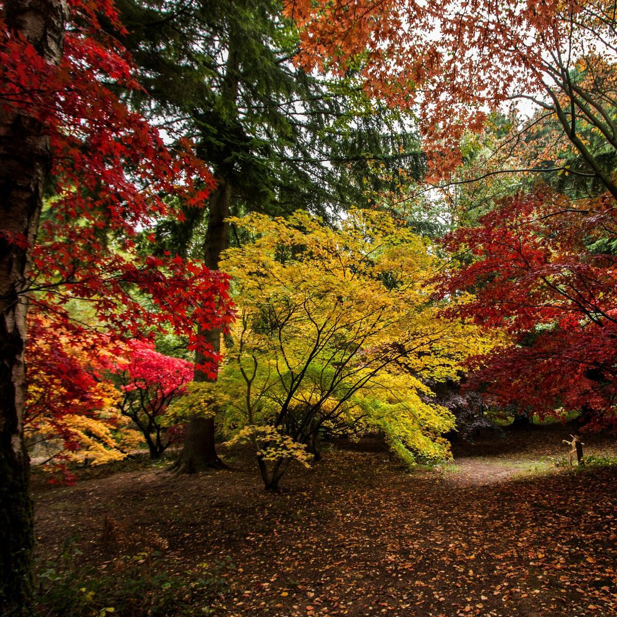 The Autumn Garden, Queenswood Arboretum (c) Natalie Jolley