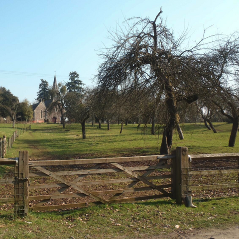 The orchard with church in the background