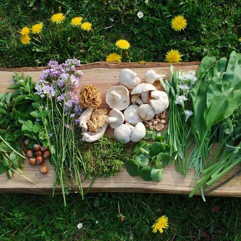 Foraged plants, nuts and fungi