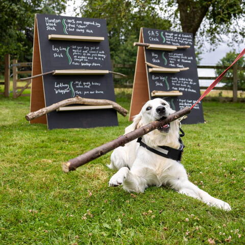 white dog on grass with large stick in its mouth, plus boards in the background with writing on and a variety of sticks perched horizontally on narrow shelves going up the boards