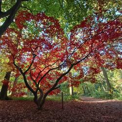Autumn Colours, Queenswood Arboretum