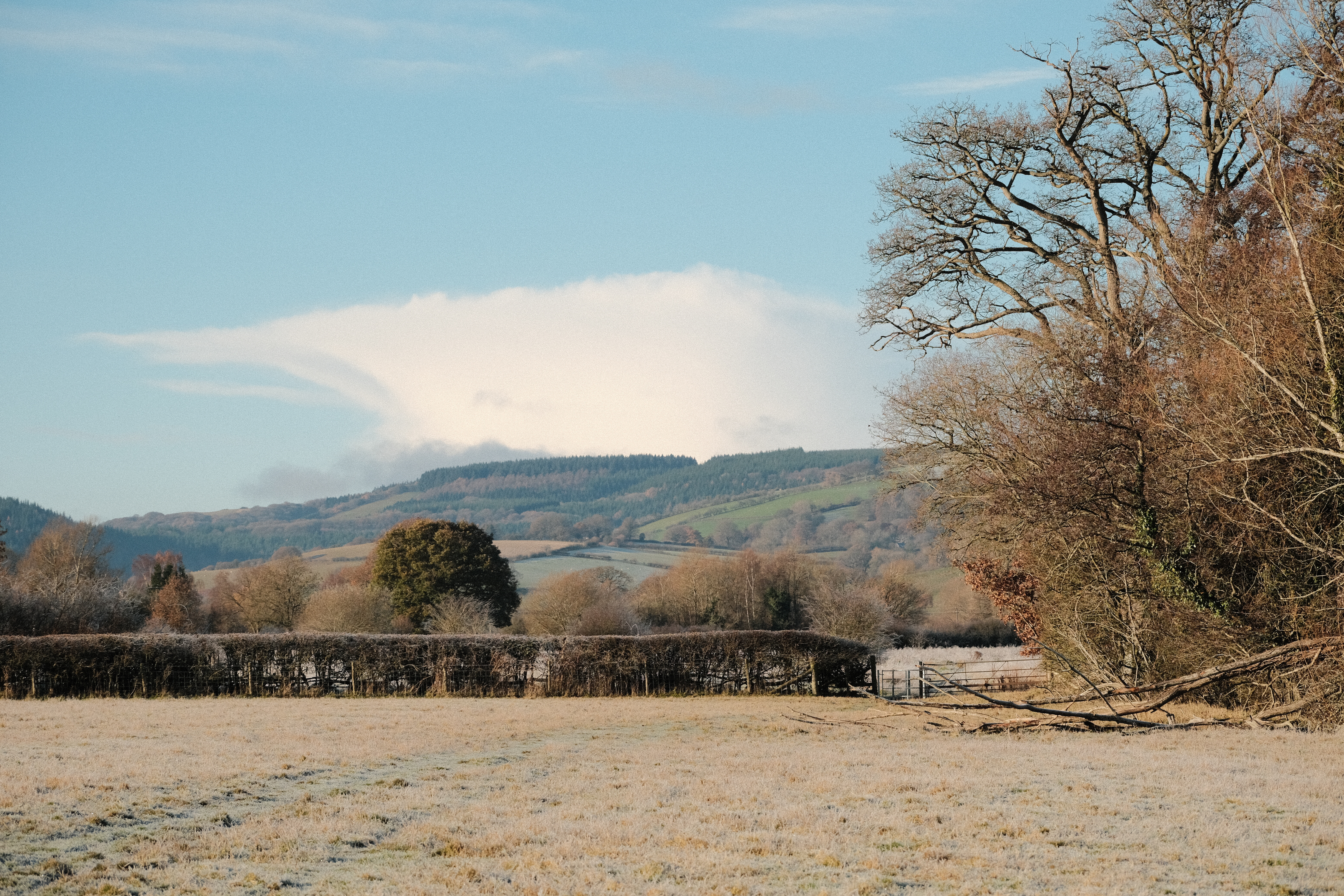 Landscape in Leintwardine, with trees on hillside
