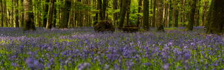 Bluebell Wood