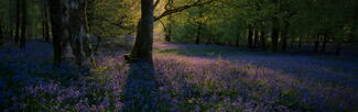 bluebells