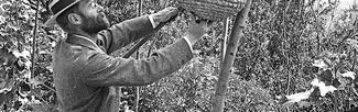 Alfred Watkins tending to some bees