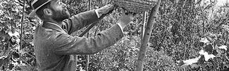 Alfred Watkins tending to some bees