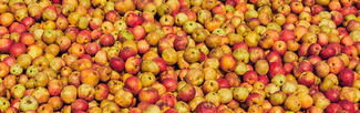 cider apples