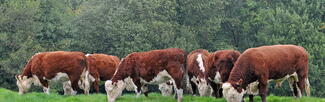 Herefords