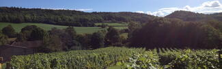 coddington vineyard