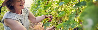 Frome Valley Vineyard