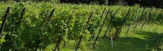 Wythall Estate Vineyard