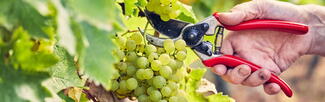 grapes on a vine being cut by hand