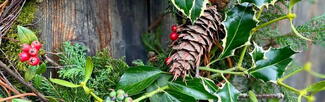 holly and berries in a fresh foliage Christmas wreath