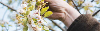 A person holding a blossom branch on a fruit tree. By Dann Chubb