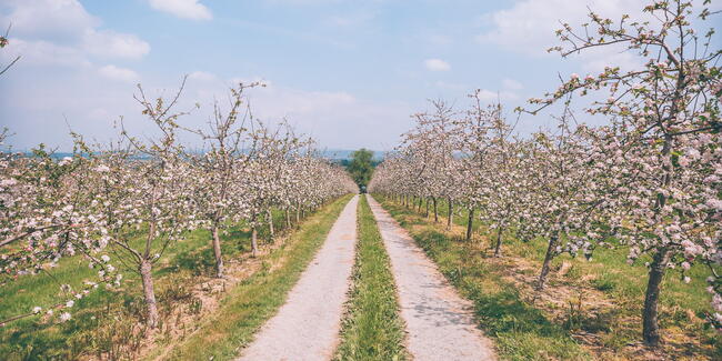 Westons Cider