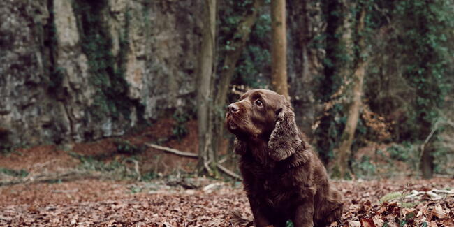 bring your pooch
