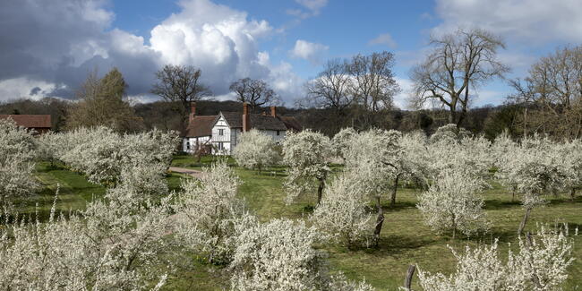 Damson trees in blossom at Brockhampton, Herefordshire. Credit National Trust & John Miller.