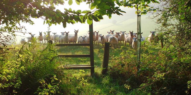 Sheep near the track