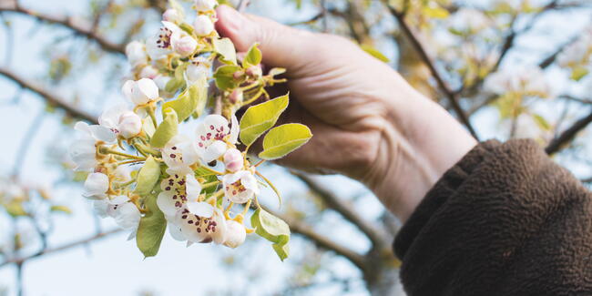 A person holding a blossom branch on a fruit tree. By Dann Chubb