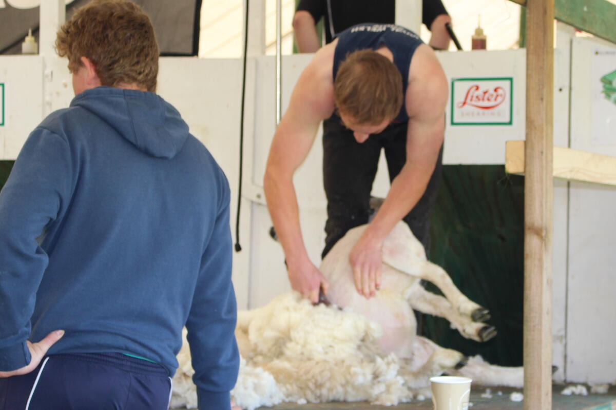 Shearing 2019