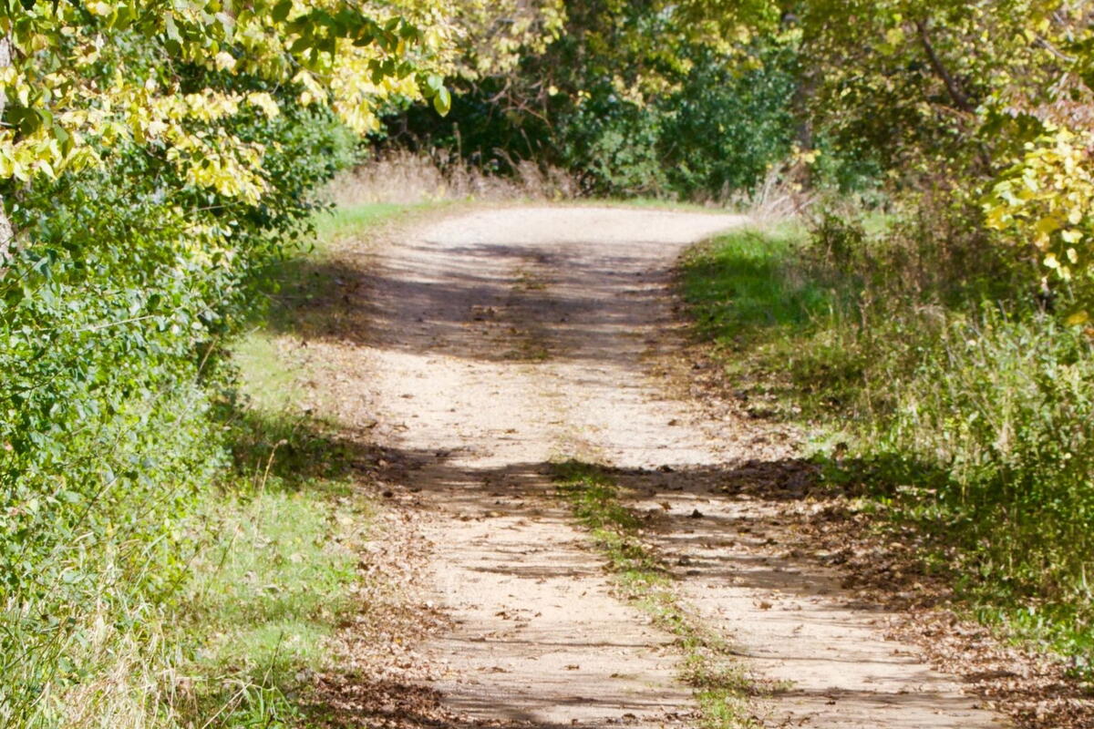 Country lane in the sun