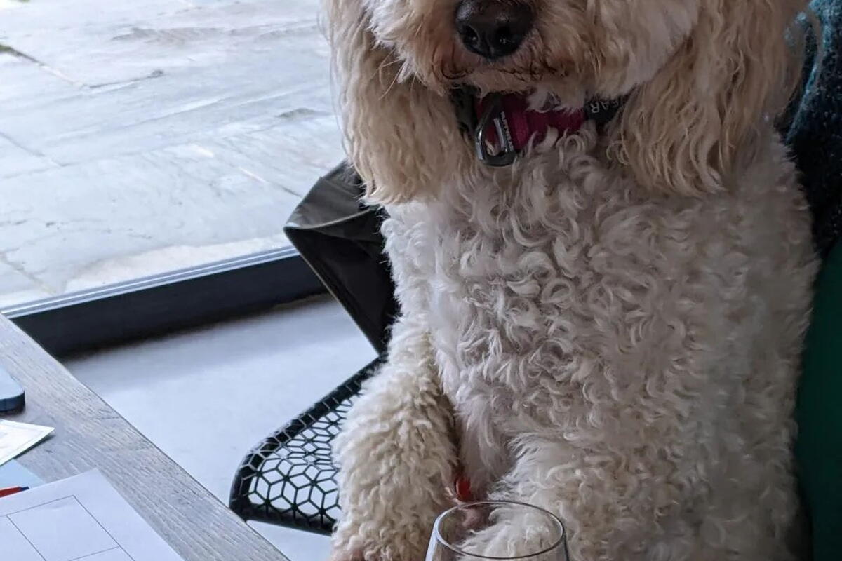 dog with glasses on and a glass of wine
