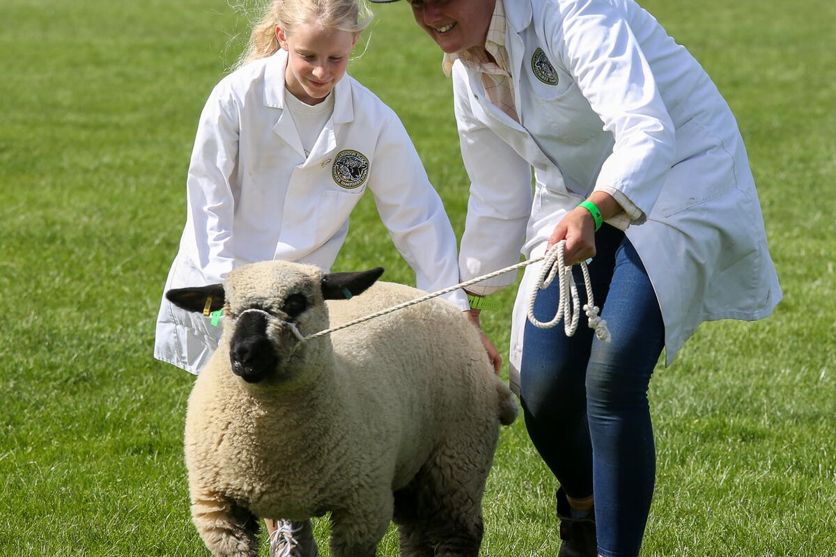 A young animal handler with their sheep