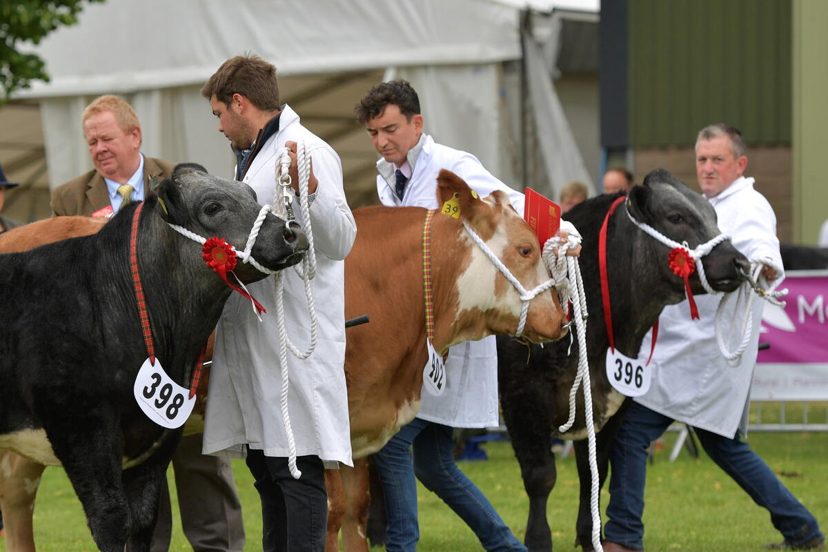 Three Animal Handlers with their cows