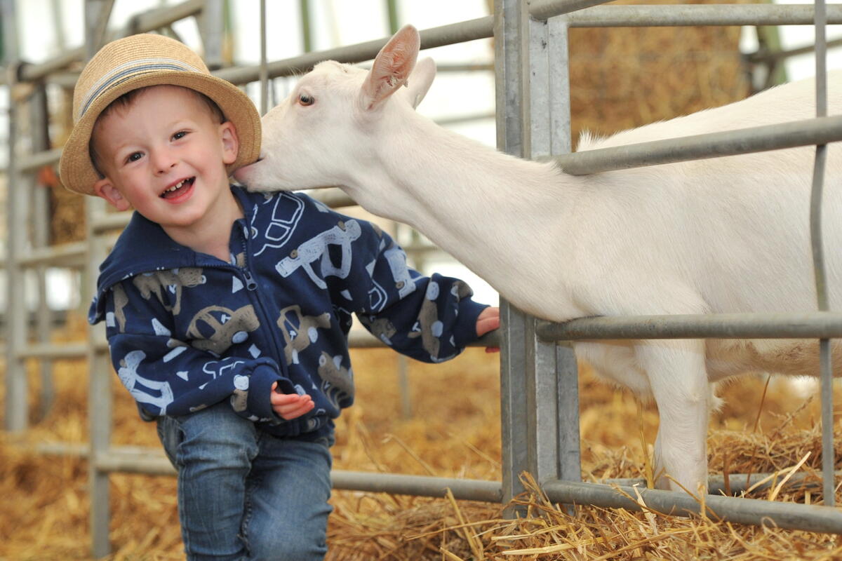 Kid and a goat