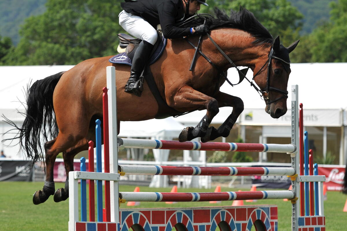 Horse jumping