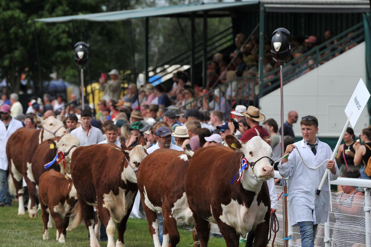 Animal showers with their Hereford cattle
