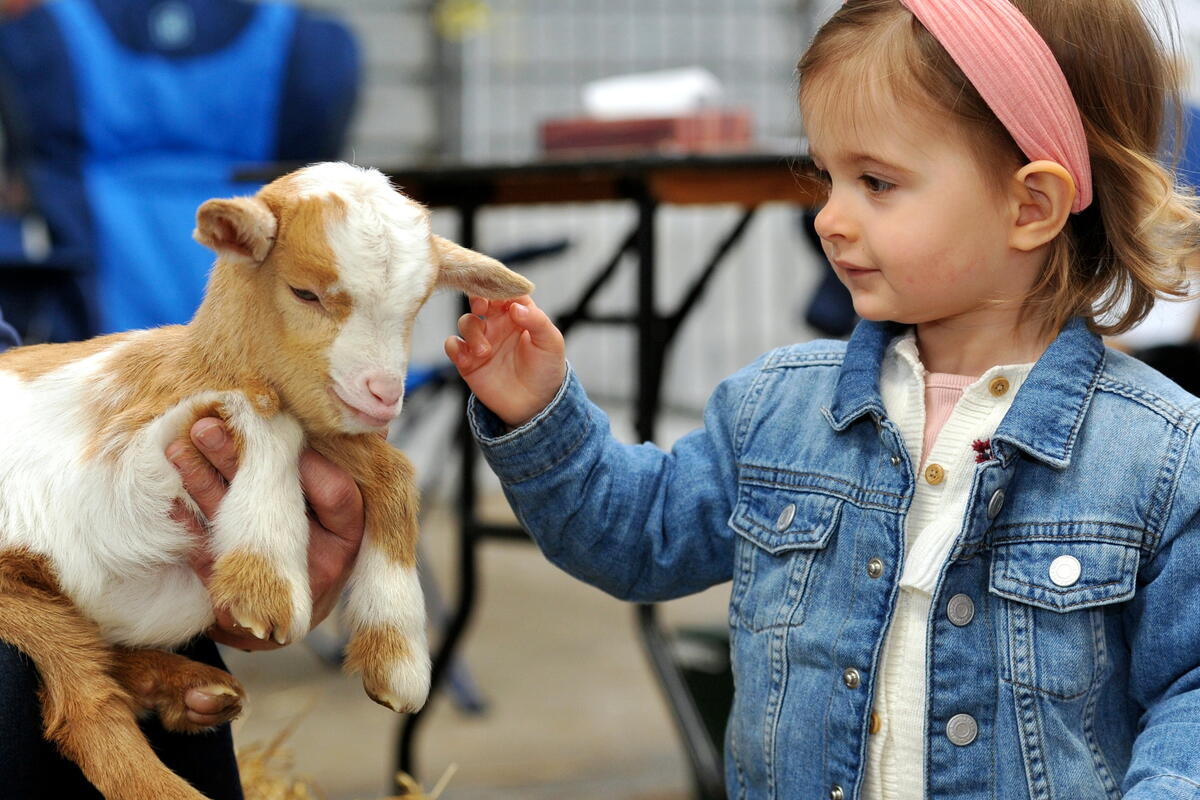 Toddler with a goat