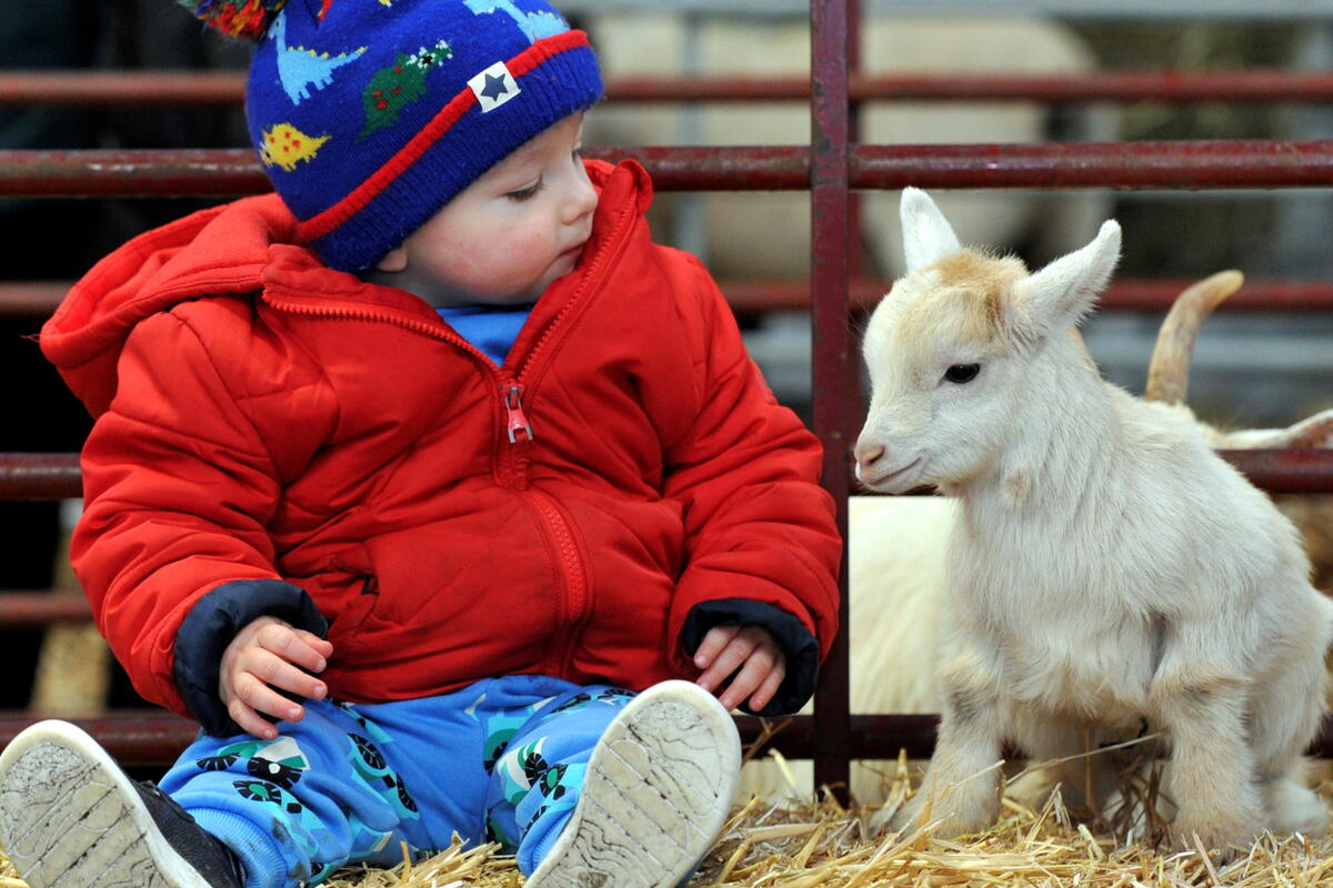 Child sitting with kid goat