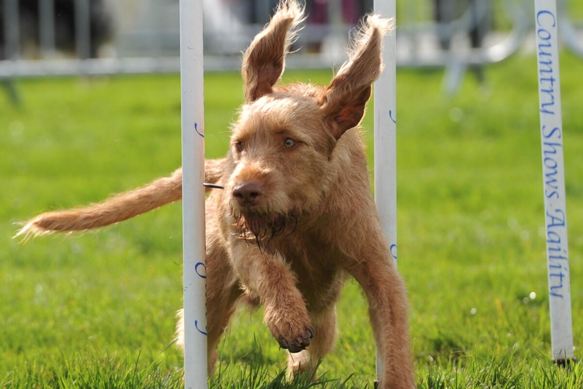 Dog weaving through poles