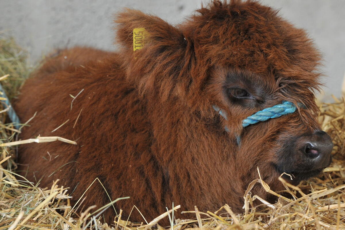 Hereford calf