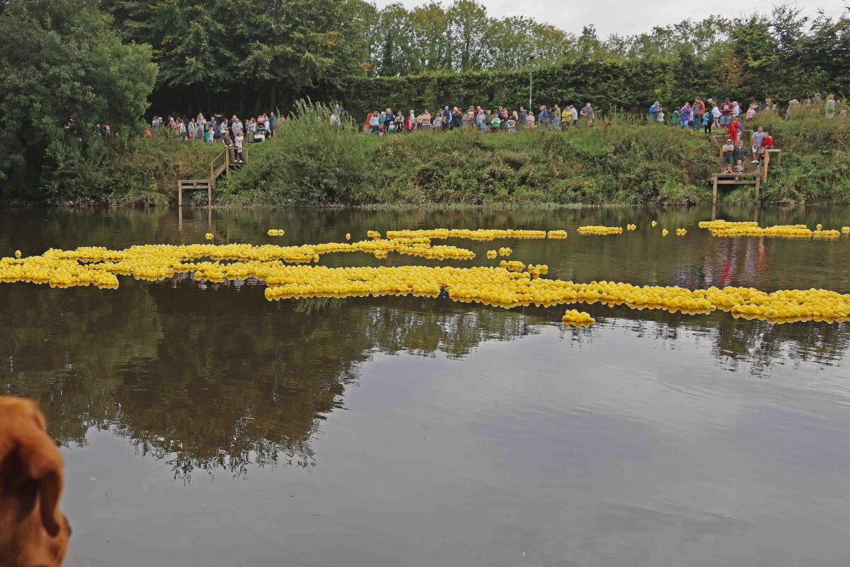 hundreds of small yellow rubber ducks floating on the river