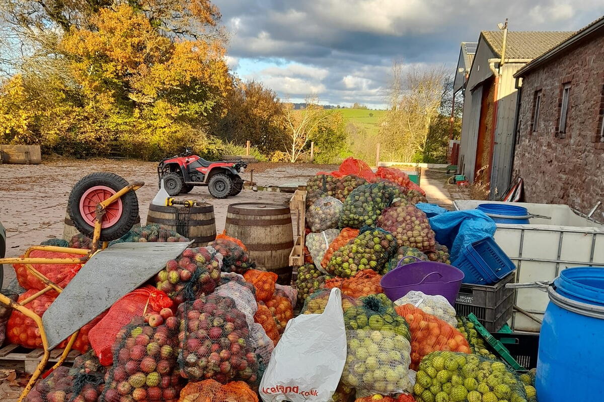 variety of apples in netted sacks