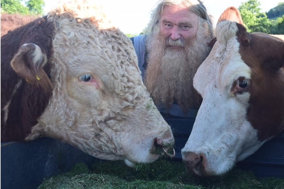  man with two Hereford cattle