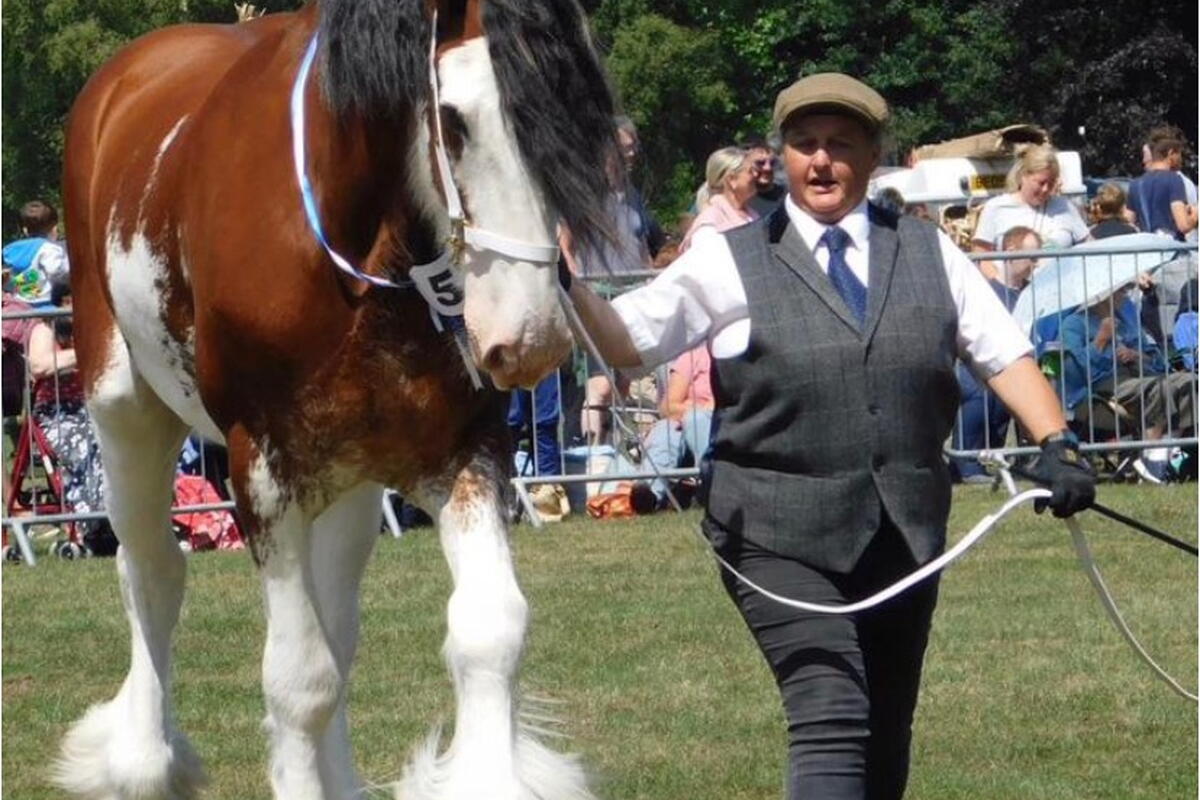 A heavy horse being led