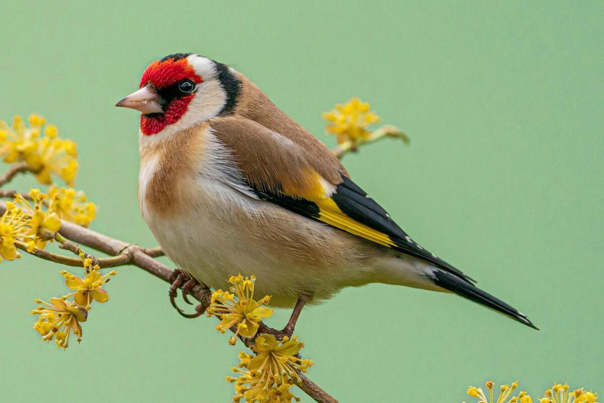Close up of a songbird
