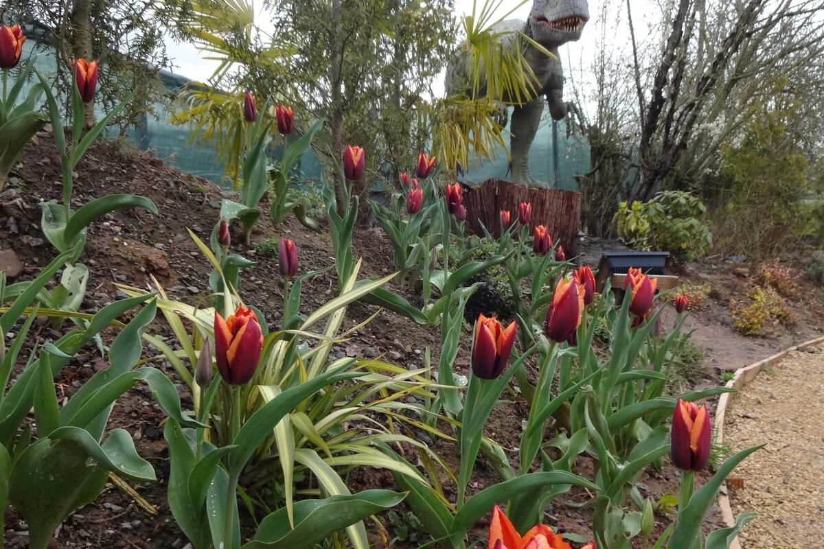 Cryophosaurus with tulips