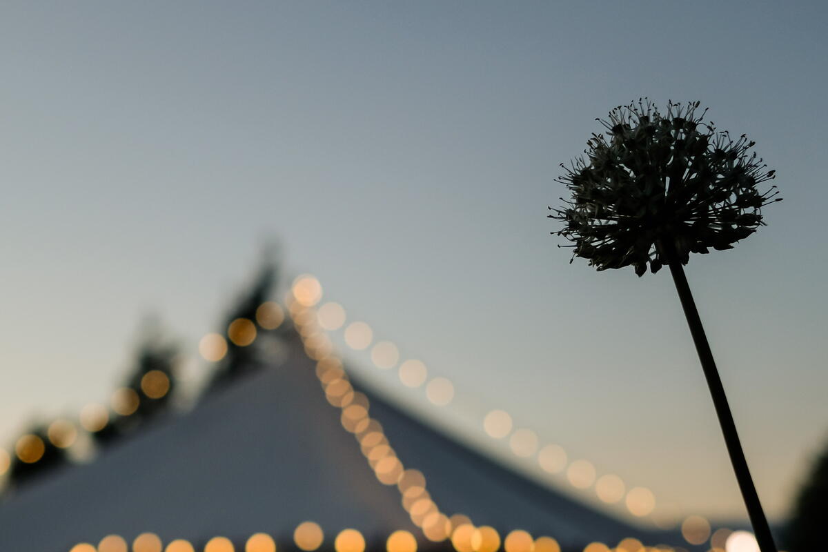 Hay Festival at Twilight