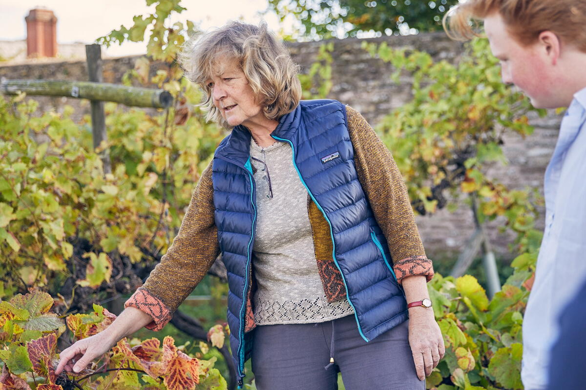 vineyard tour