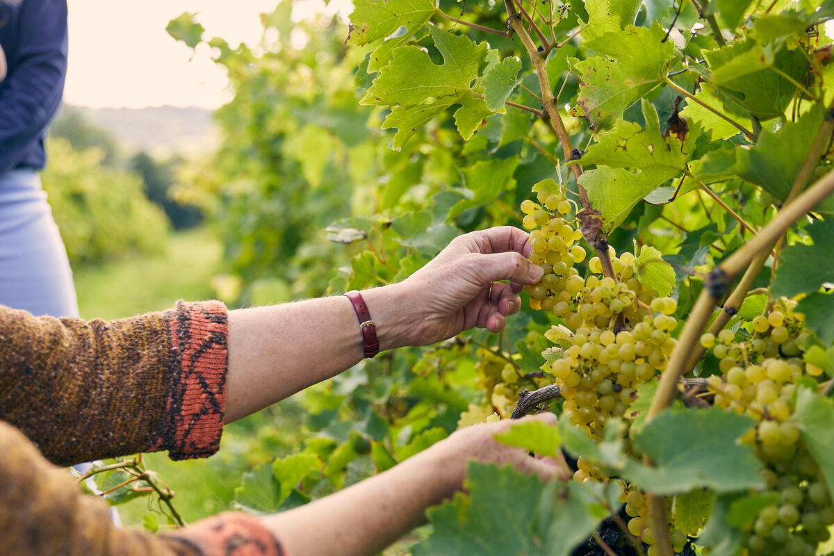 Person harvesting white grapes