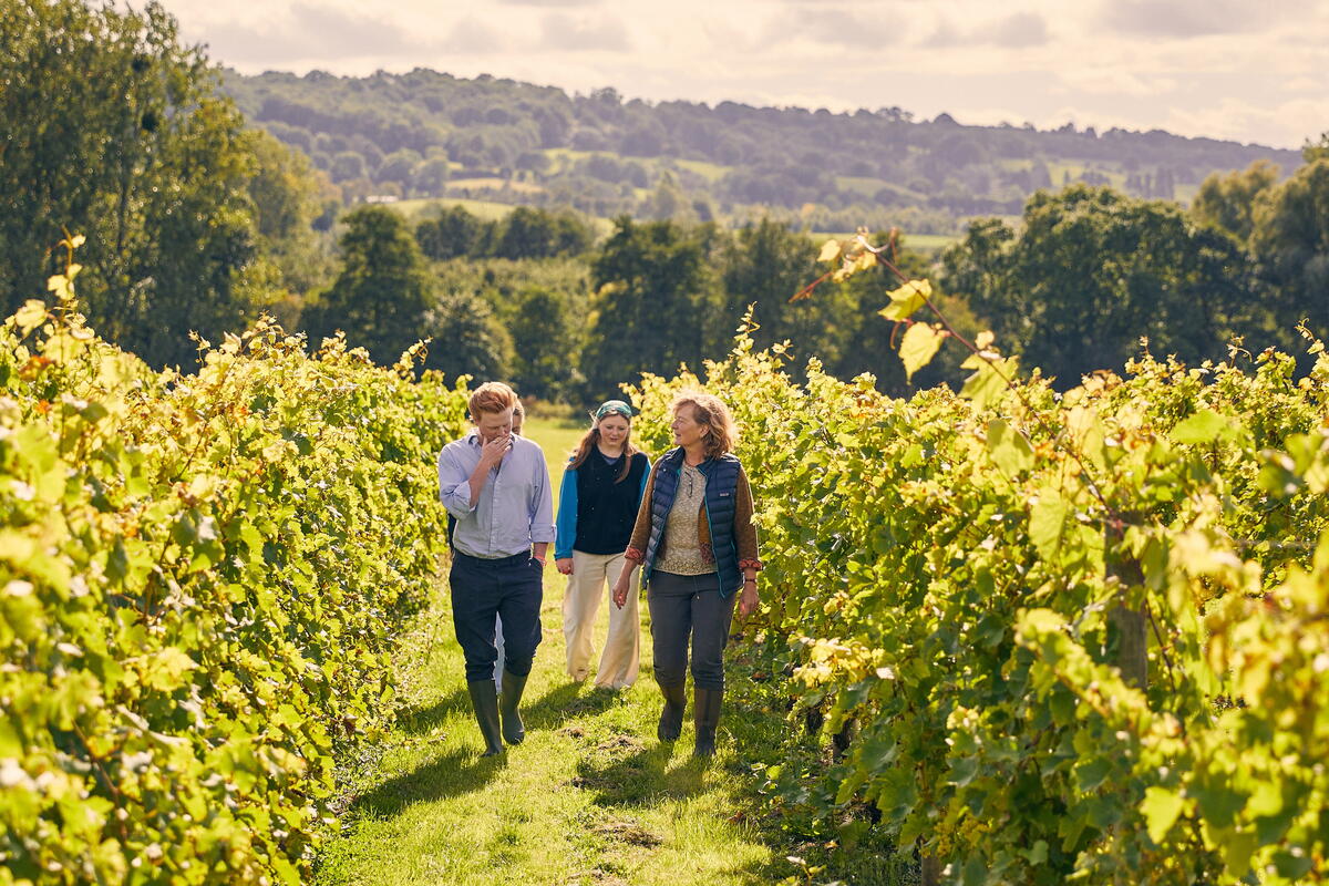 People in a vineyard