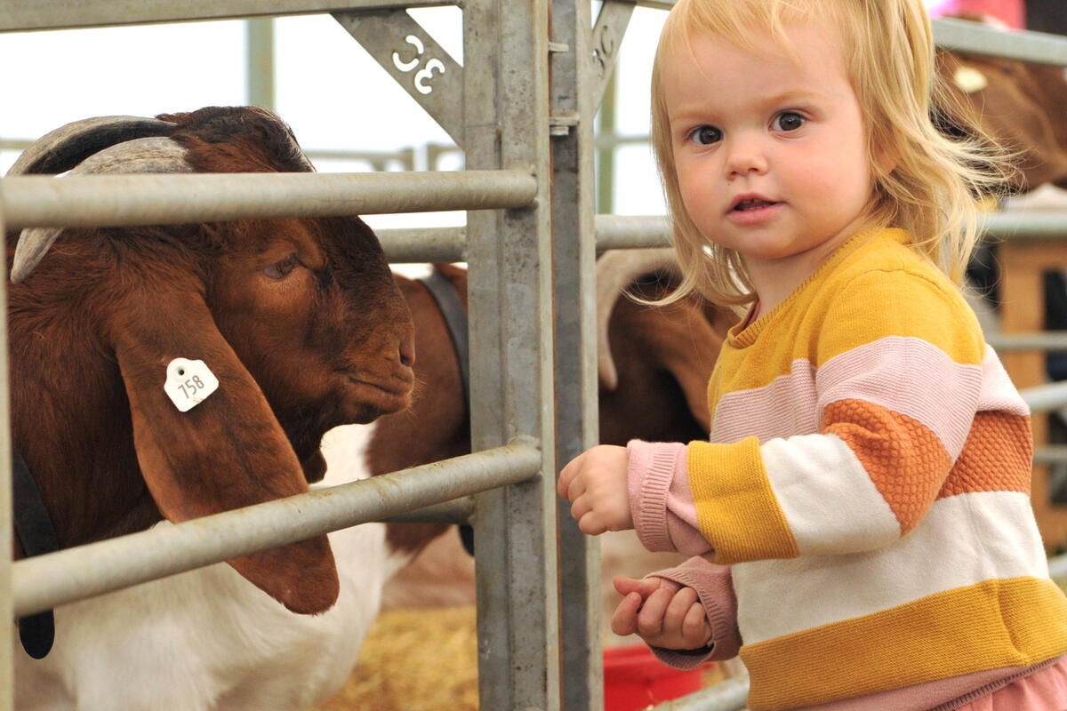 little girl petting a goat