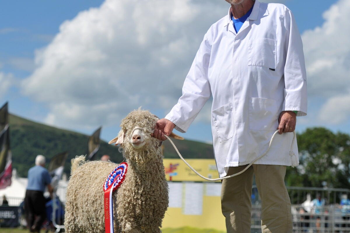 man with sheep