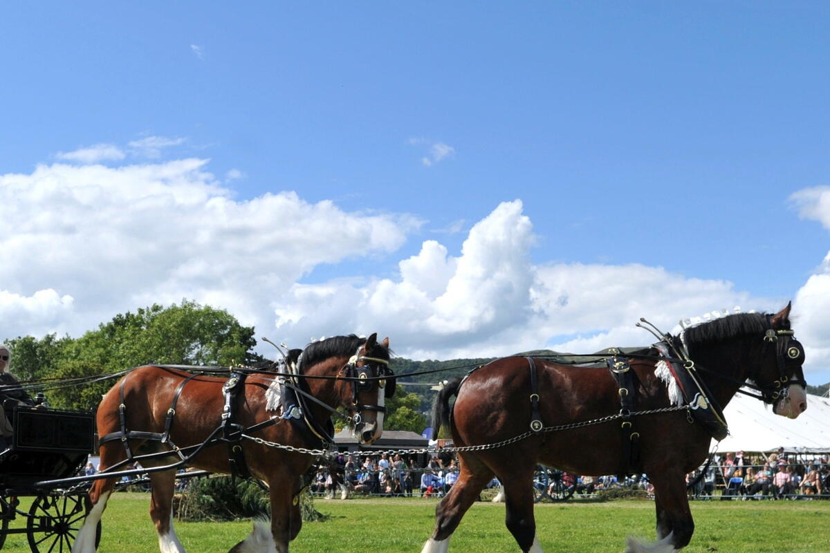 working horses